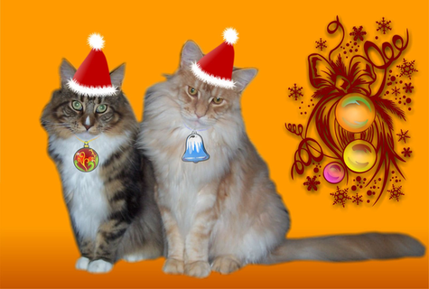0_1649153882235_Christmas-Cats.png